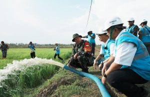 Dukung Pengembangan Pertanian di Merauke, PLN Listriki Area Sawah Garapan Kementan-TNI